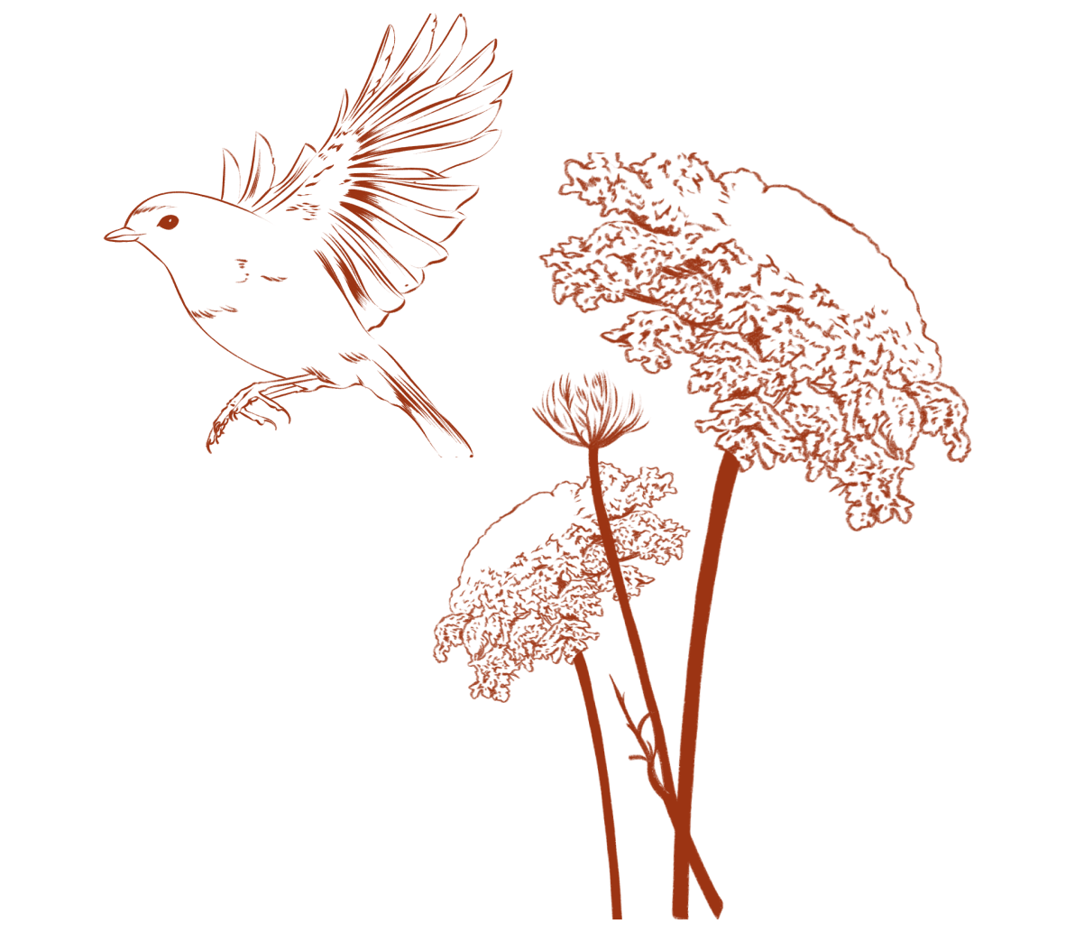 An illustration of a Queen Anne's Lace wildflower and a bird.