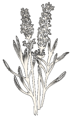 An illustration of lavender, swaying in the wind.